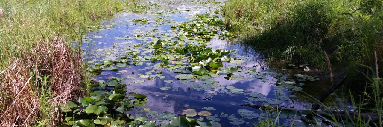 Duke Goldenmane banner