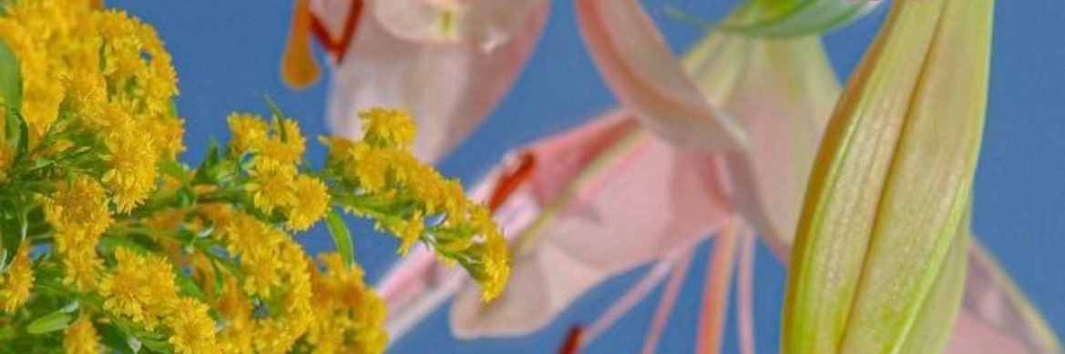SHELOVESUN's profile banner image
