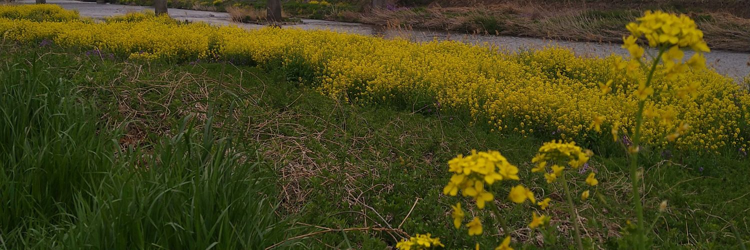 sakura_bunchooo's profile banner image