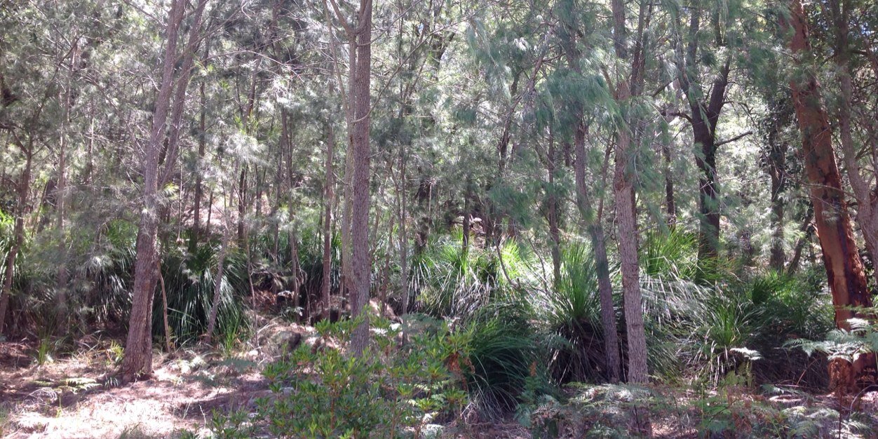 Rodney Tiffen banner