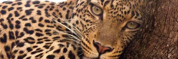 melikekkrtk's profile banner image