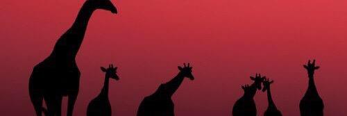 Red_Sea_Pearl's profile banner image