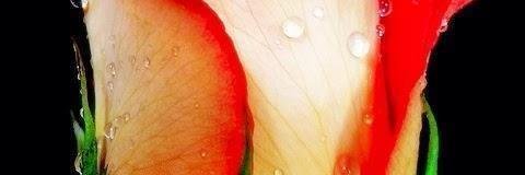 Italia Bene Comune banner