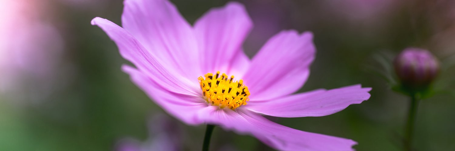 flowerman1783's profile banner image