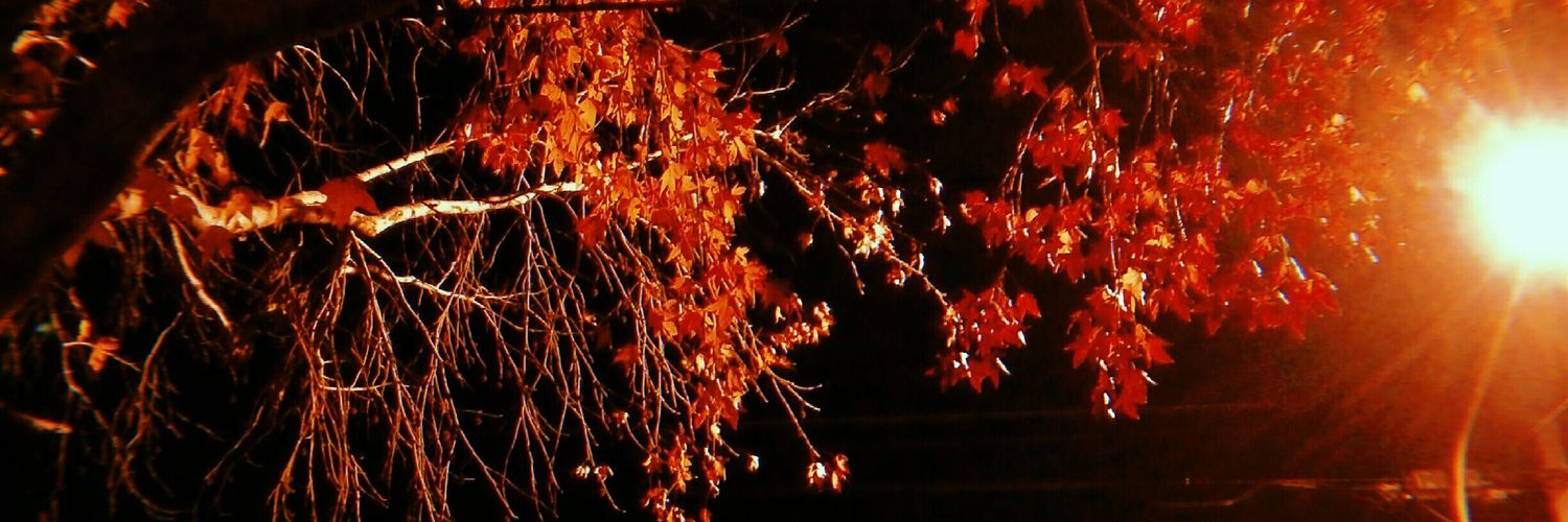 melitombetta's profile banner image