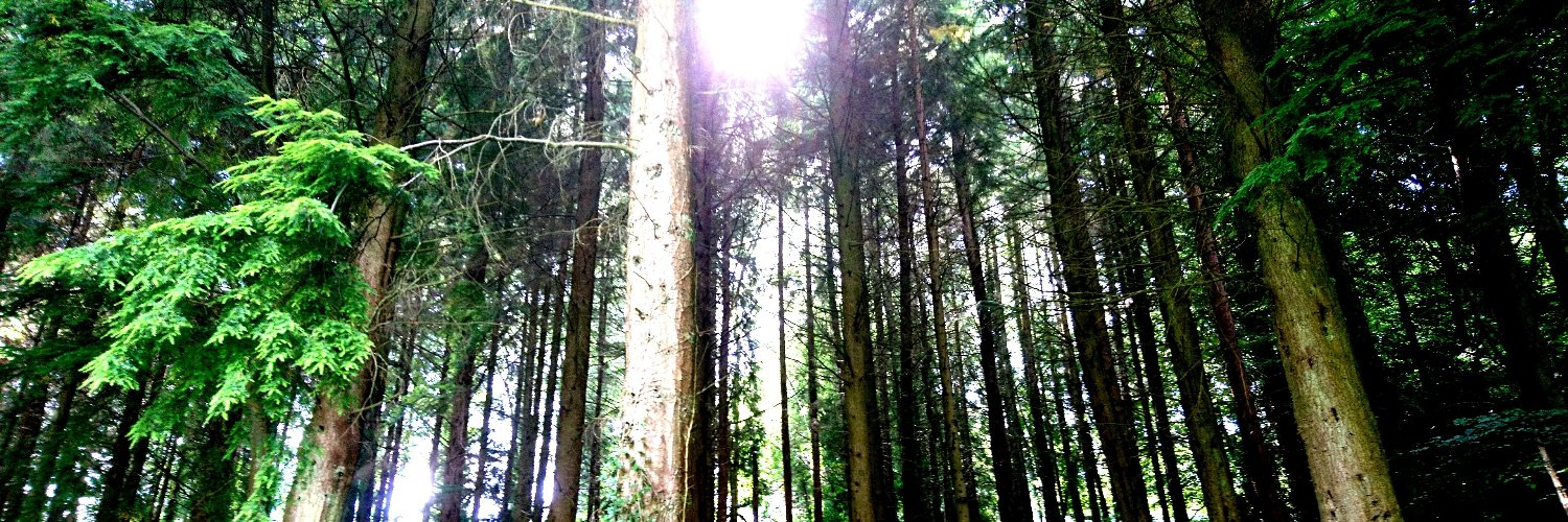 EcoplanForestry's profile banner image