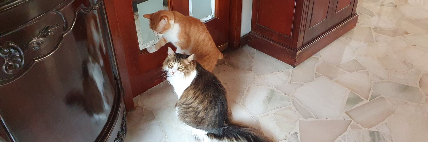 Cecilia Mosquera banner