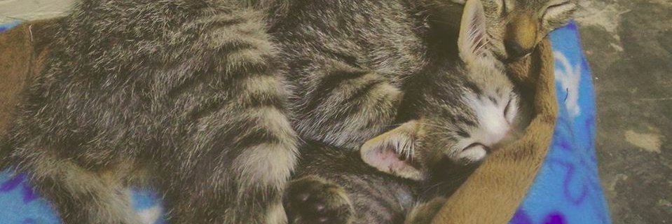 deecervales's profile banner image
