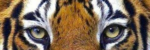 yemesisjayden's profile banner image