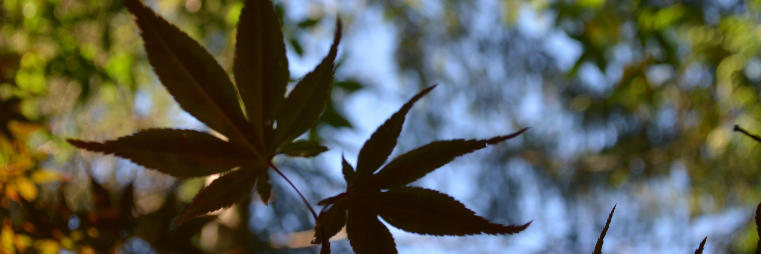 Michael Bround banner