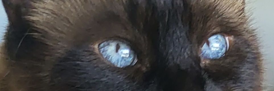 tamara_leroy's profile banner image