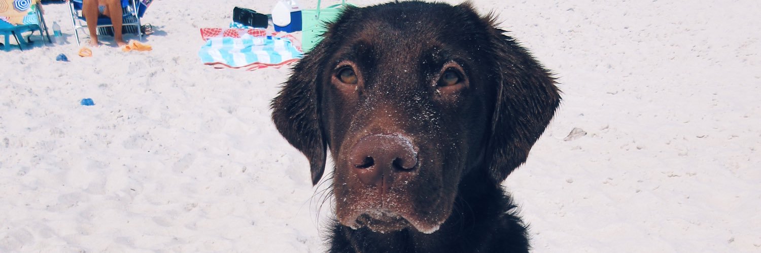 bay ✰ ✰ banner