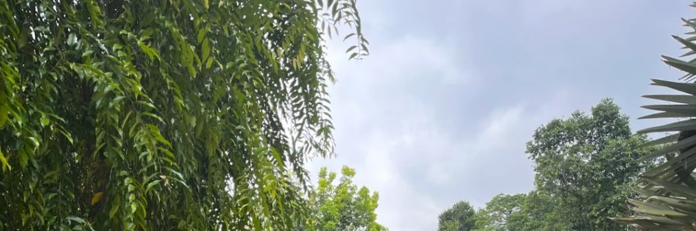 Rui Chen banner