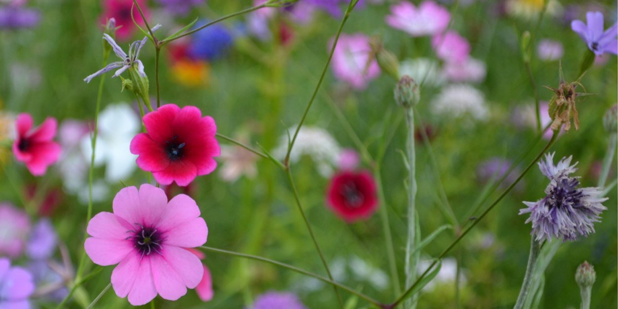 HelenCDixon's profile banner image