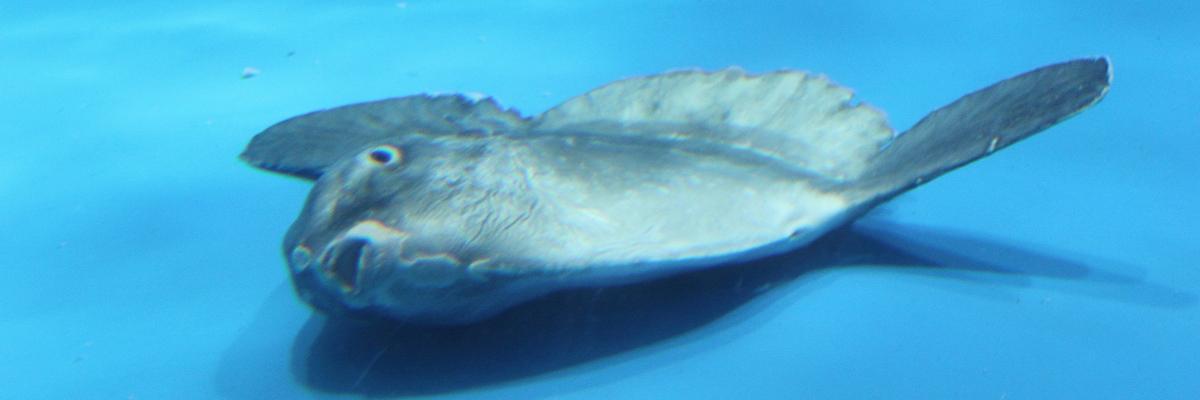 itsumola's profile banner image