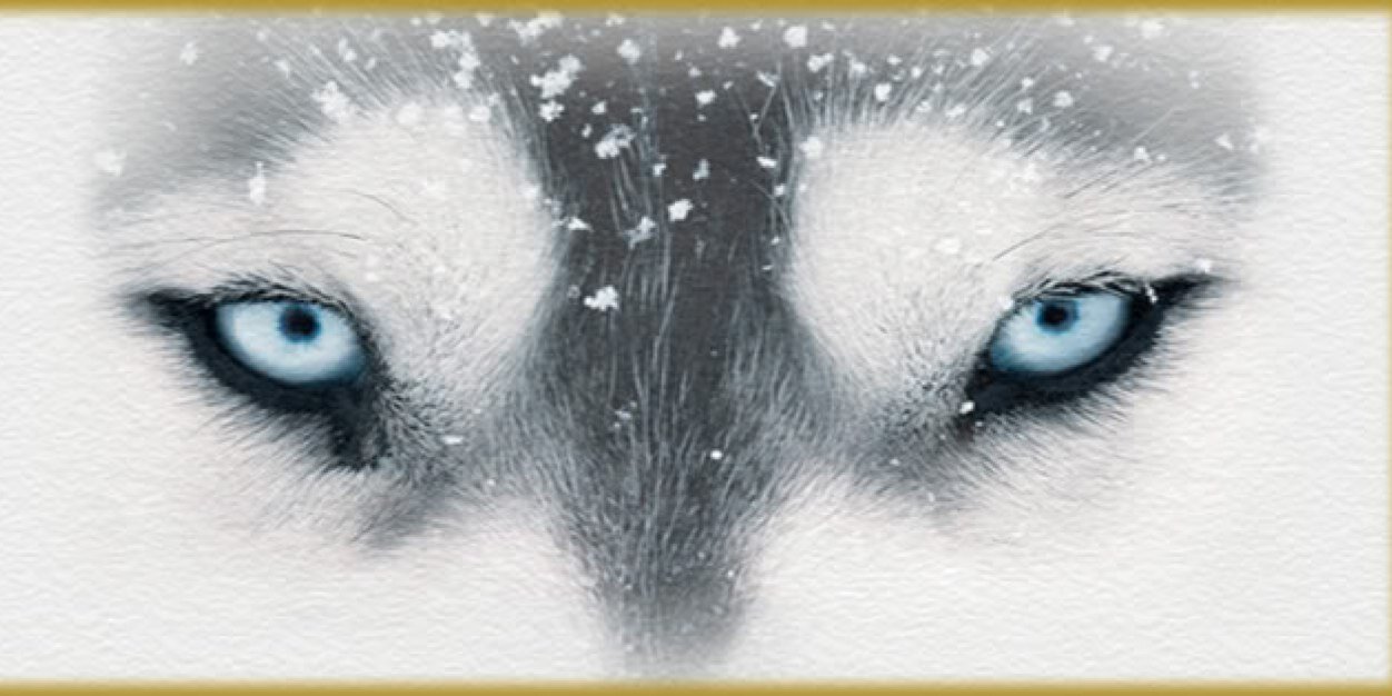 WoofDubsUp's profile banner image