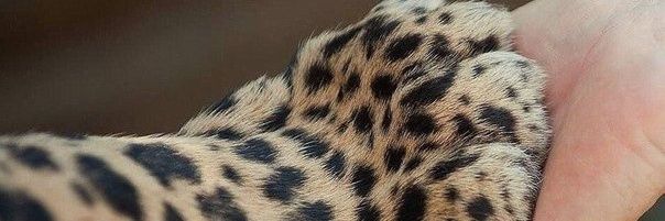 Robotik99's profile banner image