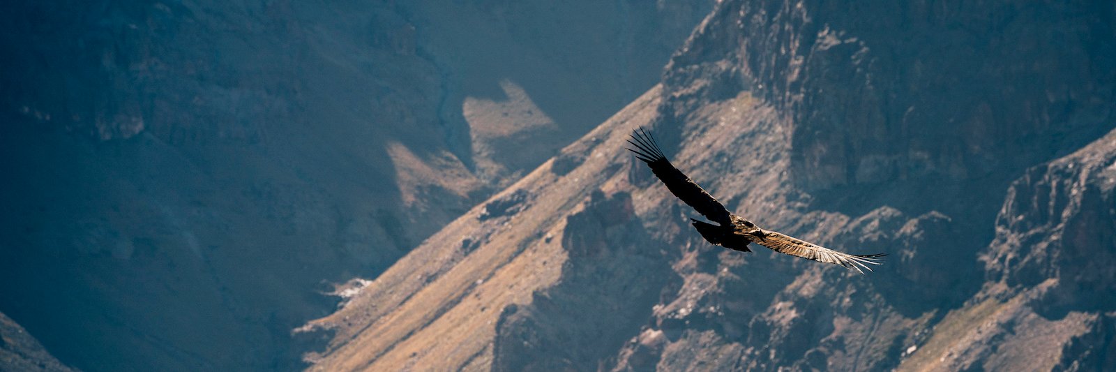 MikeLaing1's profile banner image