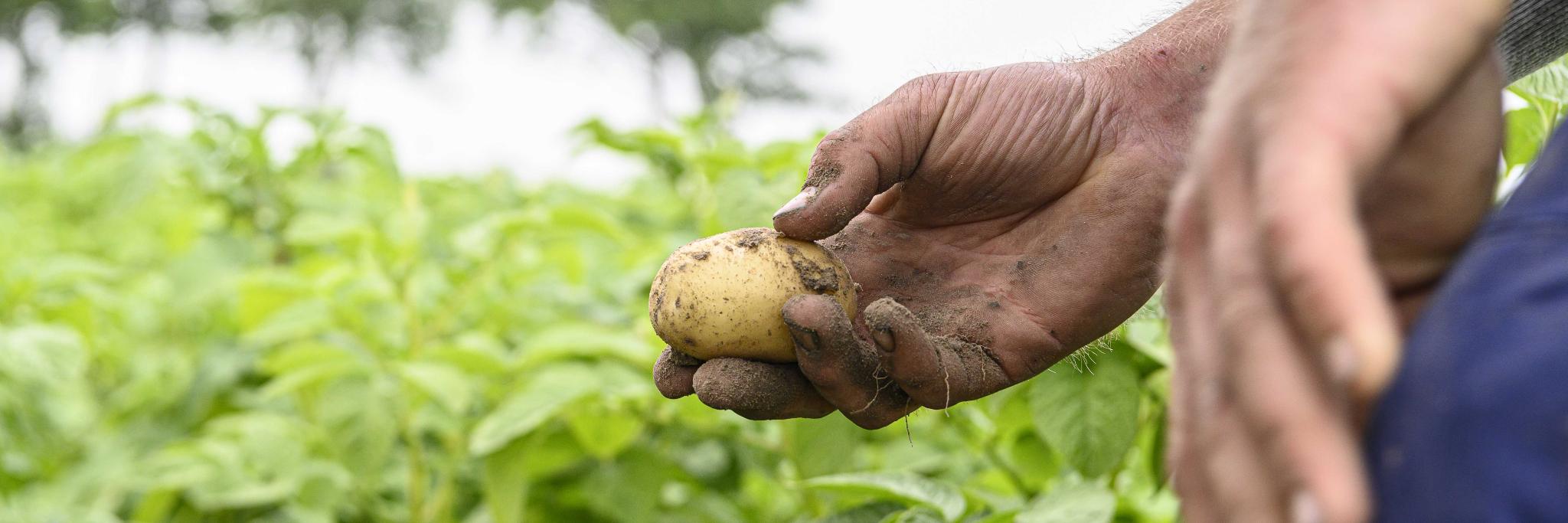 HZPC Potatoes banner