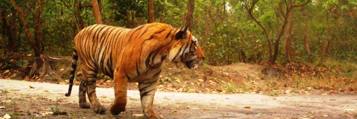 TigerReservePBT's profile banner image