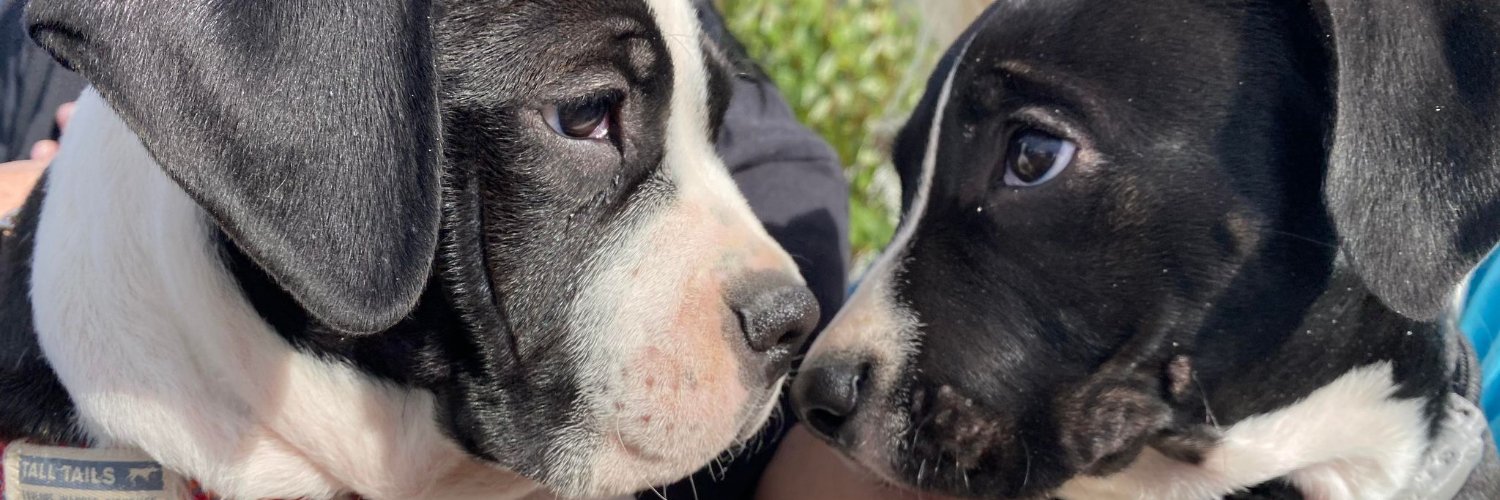 Save-A-Bull Rescue of Minnesota banner