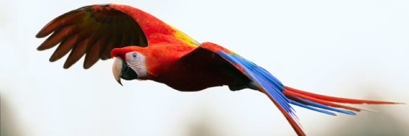 Fabio Ariel Cardozo banner