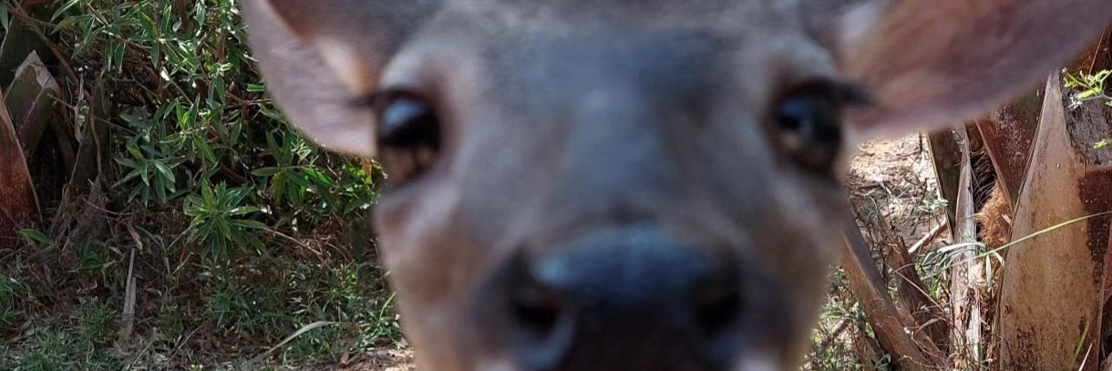 fawn banner