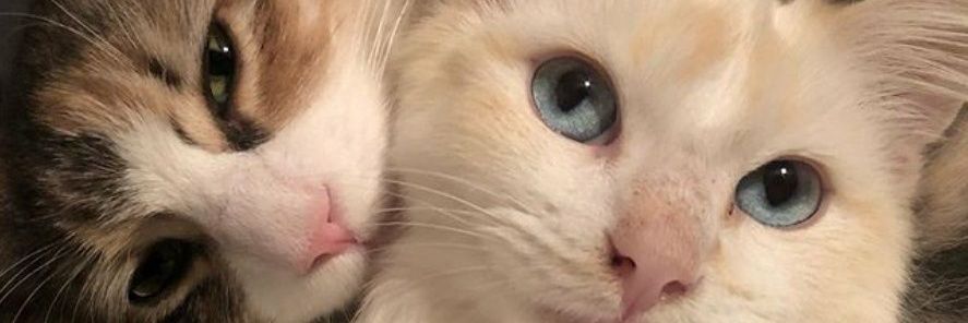 intoyooni's profile banner image