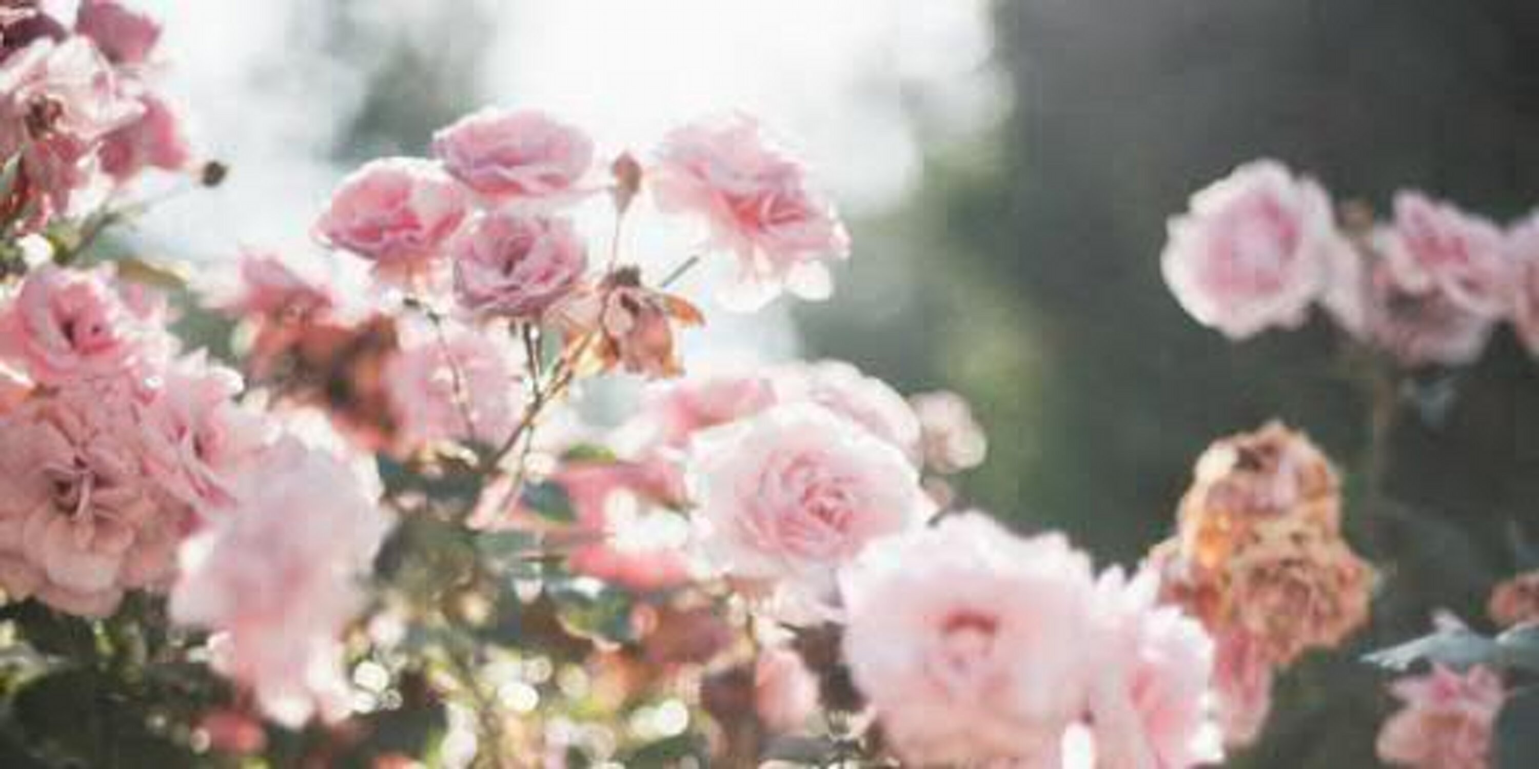 ... banner