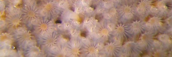 mccullermi Profile Banner