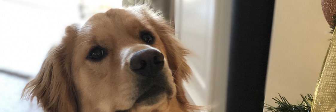 rochelbear's profile banner image