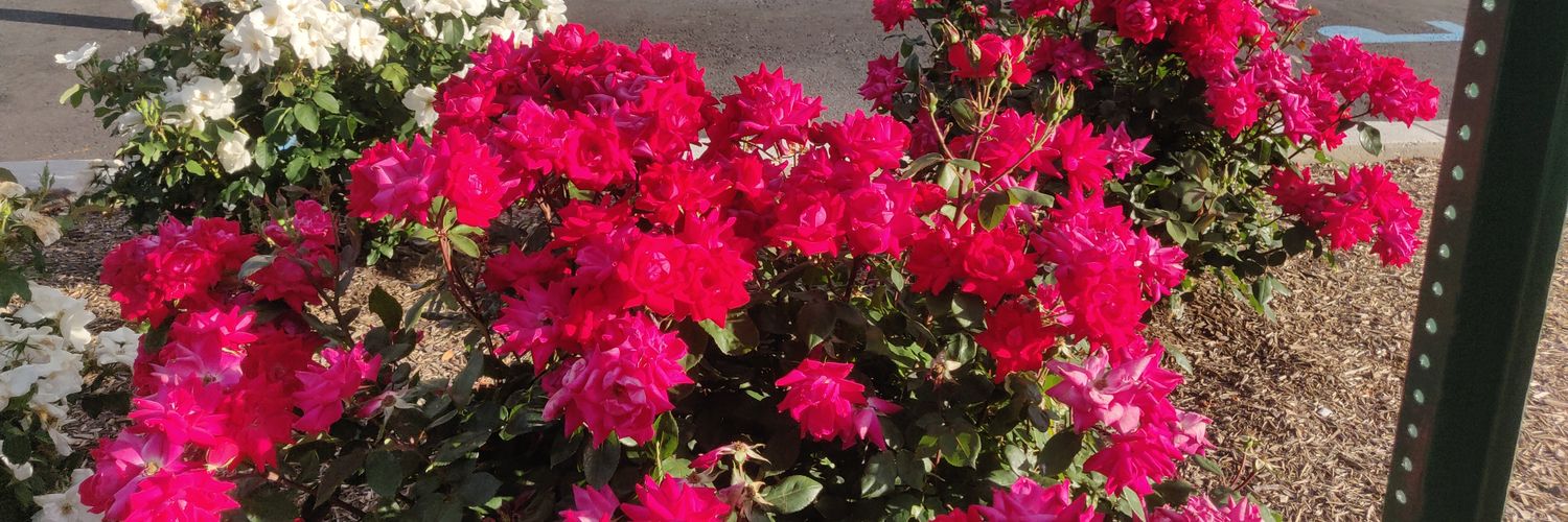 Sheetal_nw's profile banner image