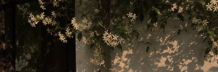 privdsi's profile banner image