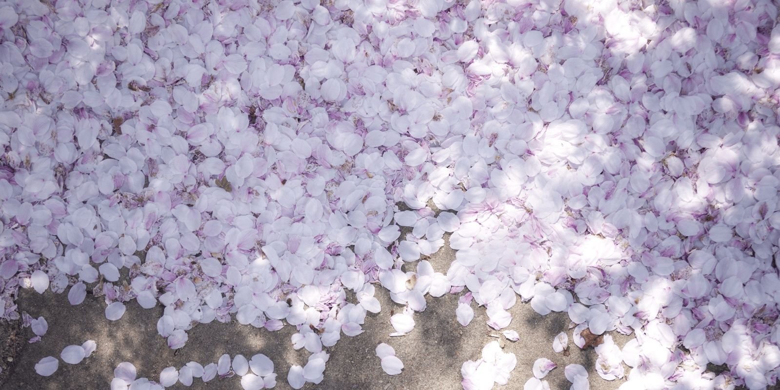 aiai8891's profile banner image
