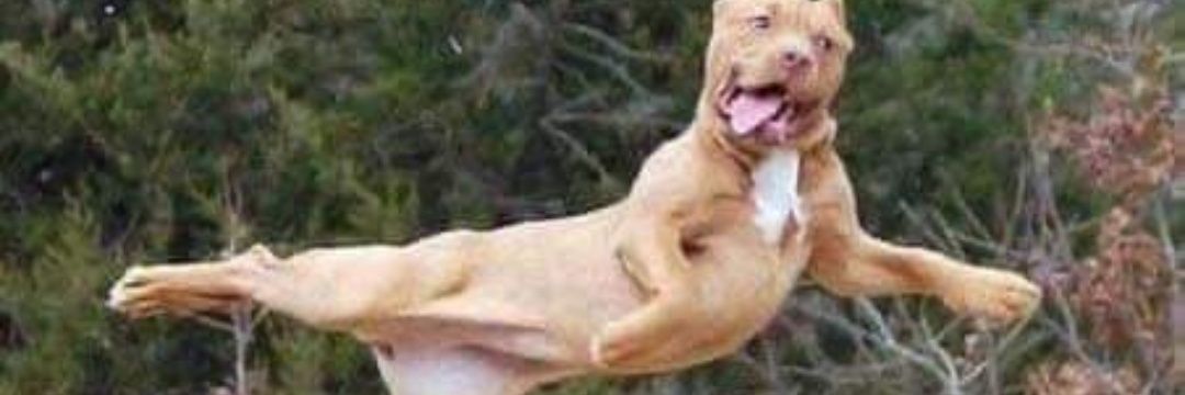 shearersboots's profile banner image