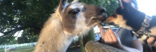 DaBoyleRocks Profile Banner