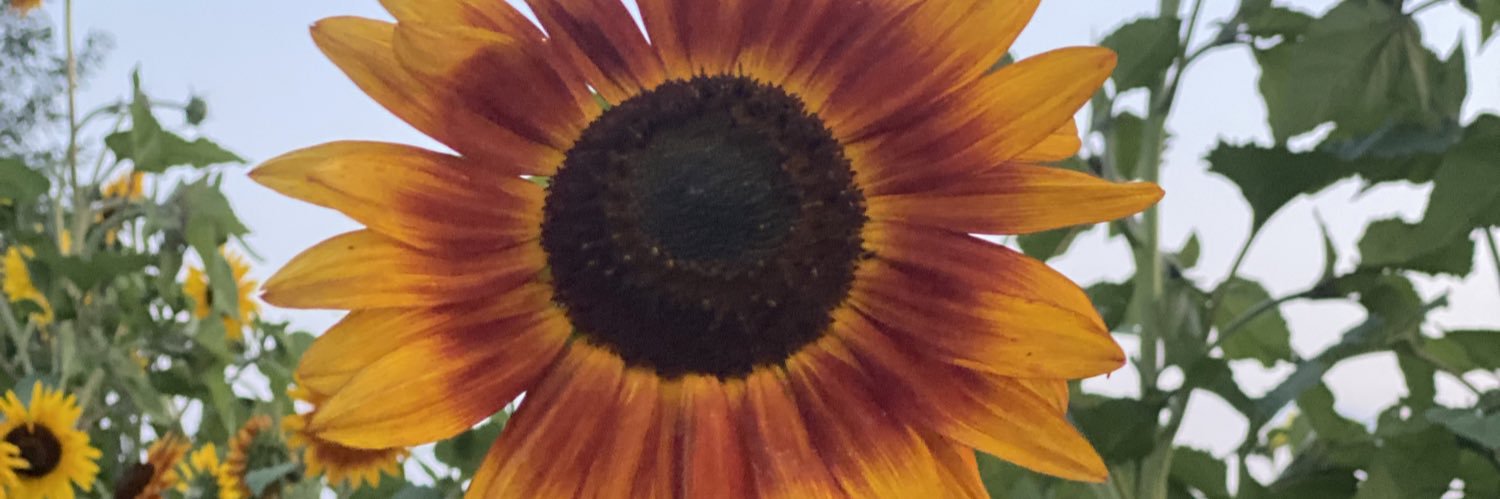 lbprimeau's profile banner image