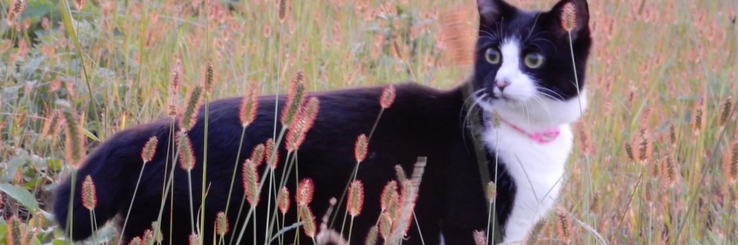 Nyaaaaaaaaaaa01's profile banner image