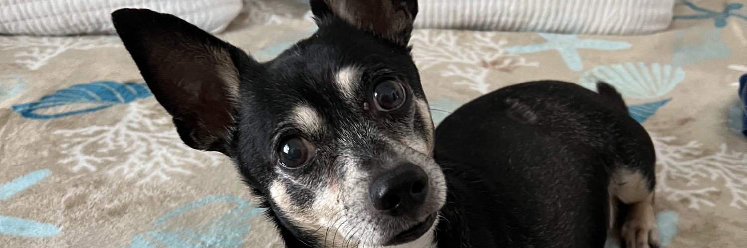 Michael (not a MAGA beta boy) banner