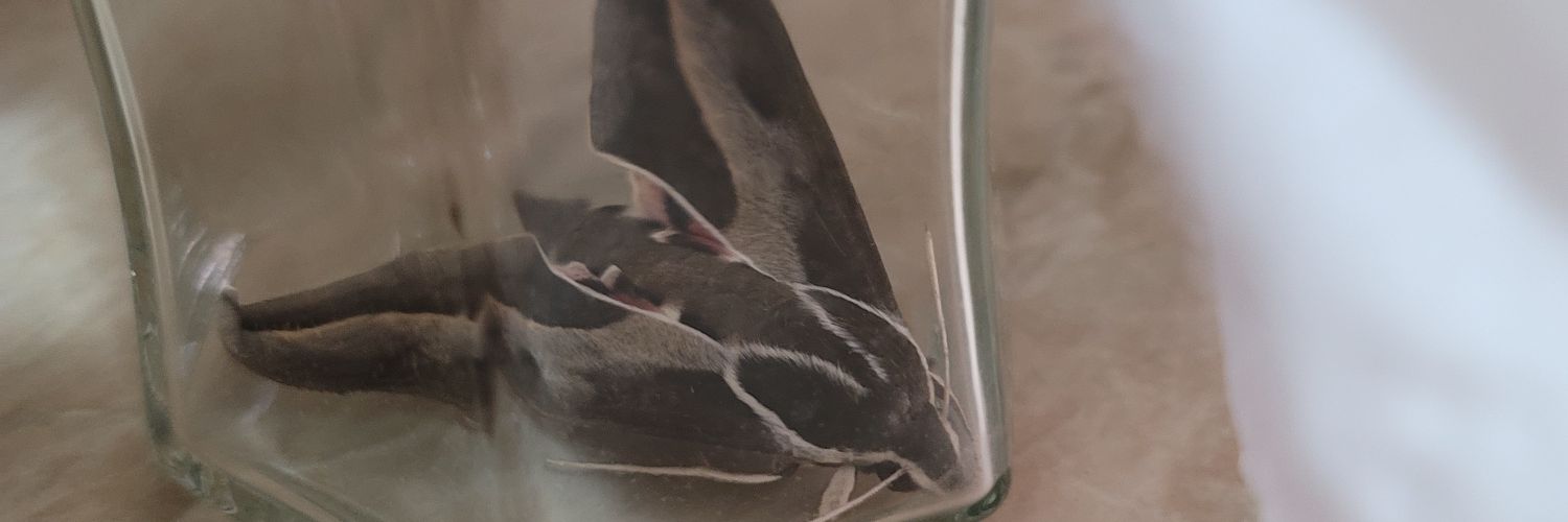 fabrixiomorgens's profile banner image