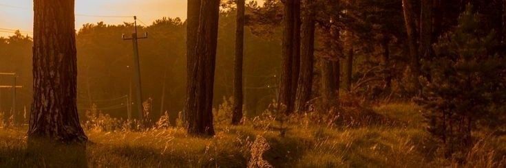 Scroldie's profile banner image