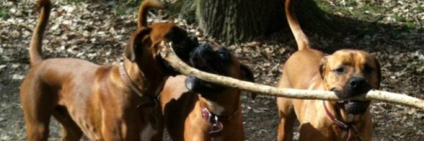 Dave_G_Designs Profile Banner