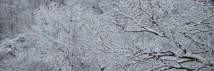 Kelley Abbajay banner