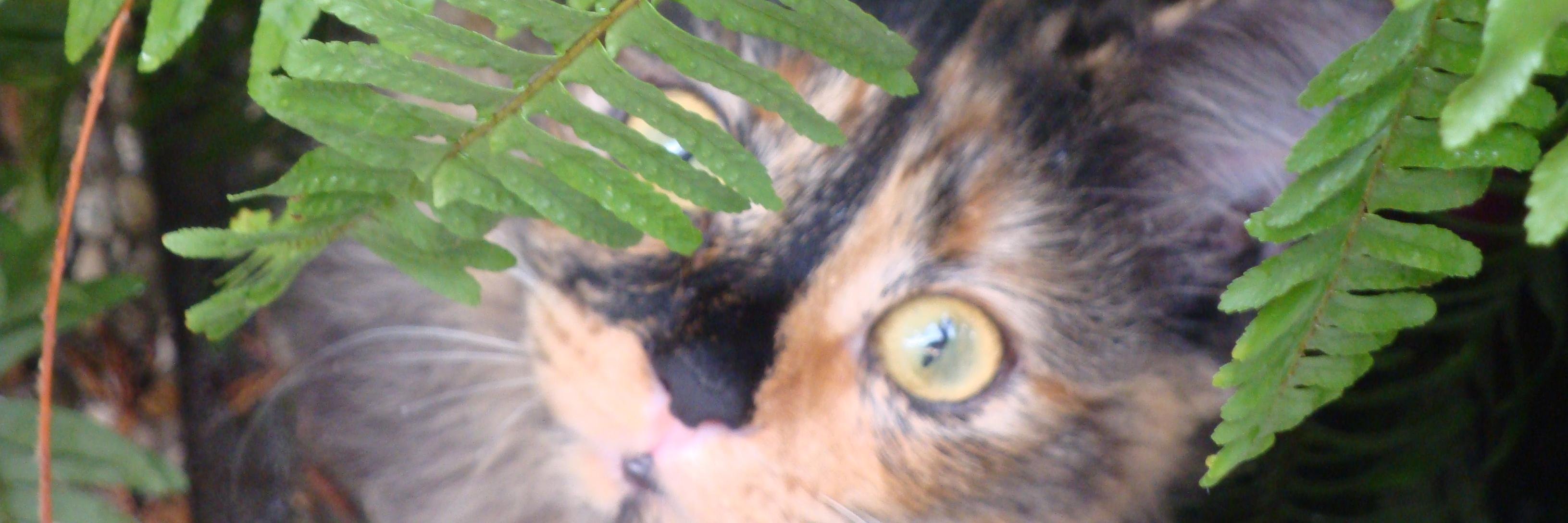 Alice_orla's profile banner image