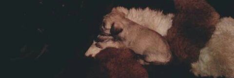AleDulcey's profile banner image