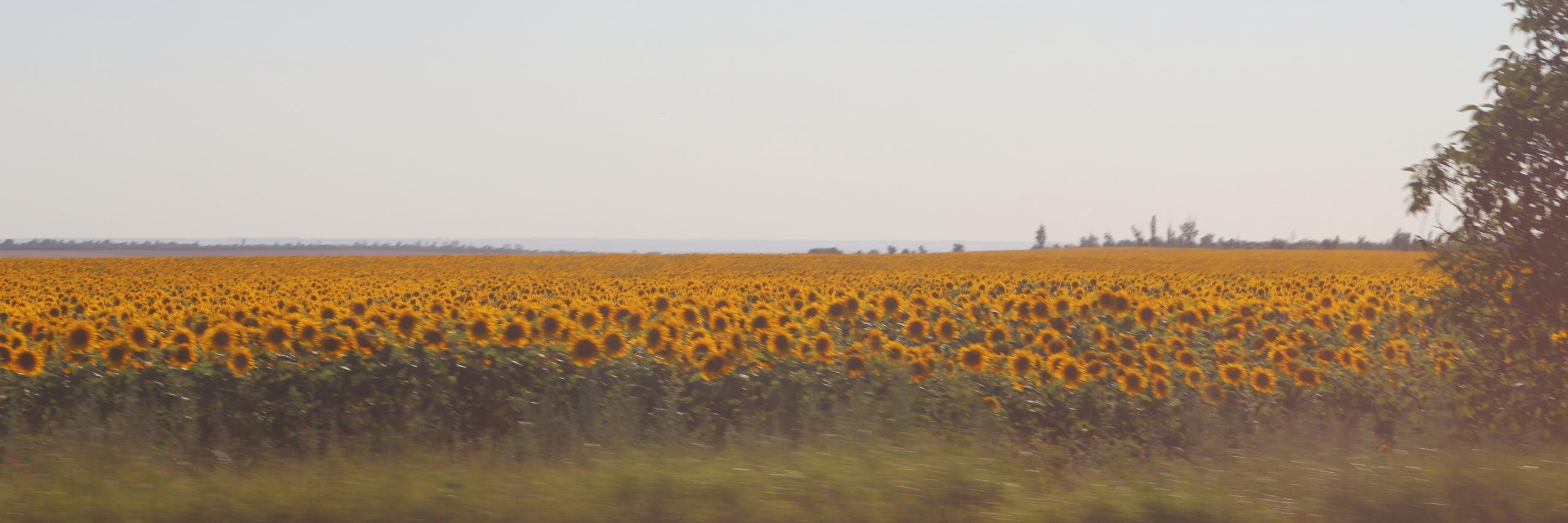 NydotaN's profile banner image