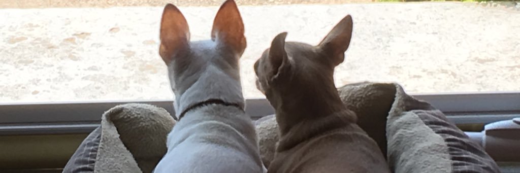 SmallAndLovable's profile banner image