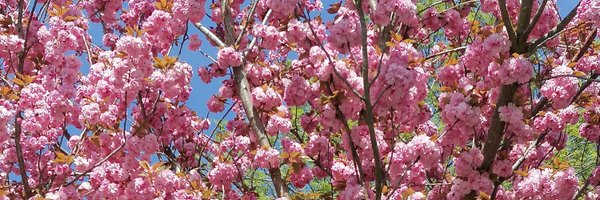 X_AnneMarie_ Profile Banner