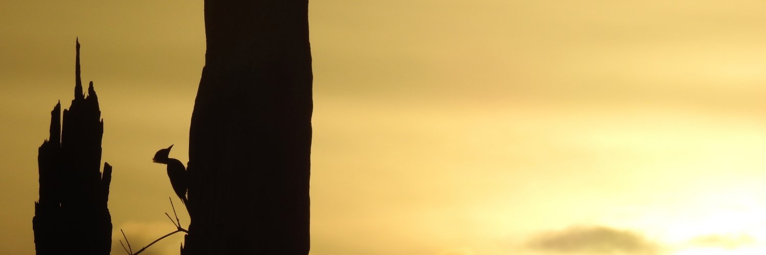 Hines1Peter's profile banner image