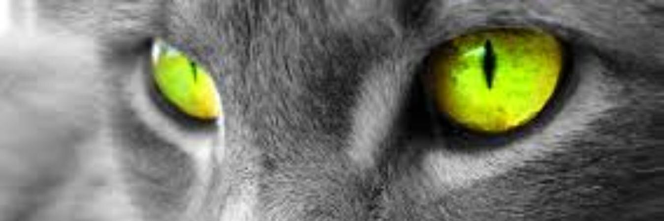 SwasteeKaa's profile banner image